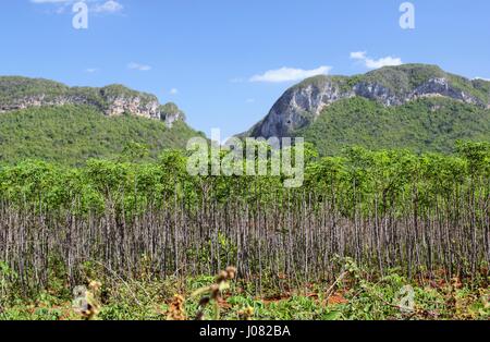 Die Yucca-Pflanzen wachsen auf den Plantagen in der Nähe von Vinales in Kuba und die Wurzeln dienen als Gemüse in der täglichen Ernährung der kubanischen Stockfoto