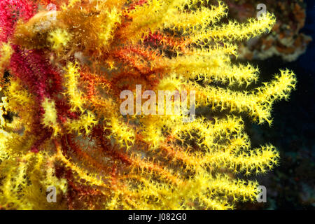 Paramuricea clavata-Koralle im koralligenen Habitat nahe der Insel Lastovo, Adria in Kroatien Stockfoto