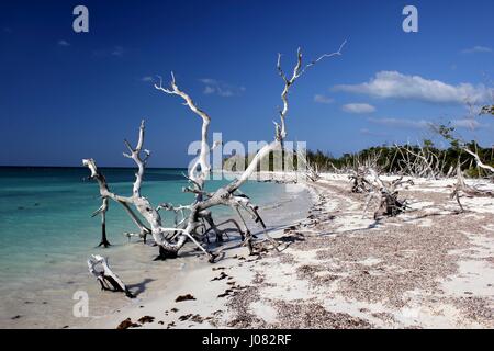 Toten Mangroven säumen die Ufer auf der Insel Cayo Levisa in Kuba Stockfoto