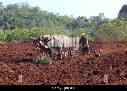 Ein Bauer und seine Büffel pflügen ein Feld in Kuba Stockfoto