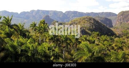 Ein Blick über Palmen, die Mogotes Vinales in Kuba Stockfoto