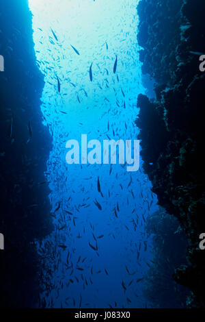 Eine Fischschwärme in einer Seehöhle in der Nähe des Archipels Lastovo Stockfoto