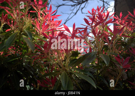 Pieris Formosa var. Forrestii "Wakehurst" Pieris Japonica. Stockfoto