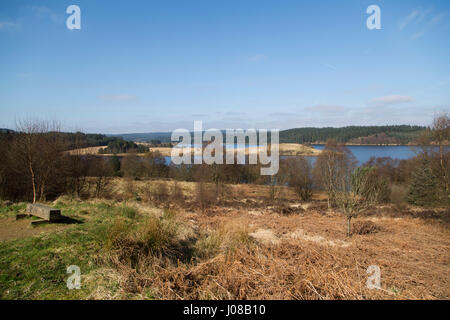 Baum im Kielder Forest Park Iin Northumberland, England. Der Park läuft um Kielder See. Stockfoto