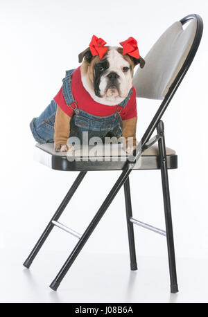 Bulldogge Welpen tragen Overalls, sitzend auf einem Stuhl auf weißem Hintergrund Stockfoto