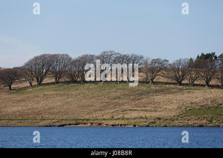 Bäume Kielder See in Northumberland, England. Der See dient auch als ein Reservoir von Kielder Damm gebildet. Stockfoto