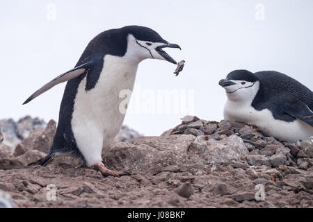 Zügelpinguin Pygoscelis antarcticus, Orne, Insel, gerlache Strait, Antarktische Halbinsel, Antarktis Stockfoto