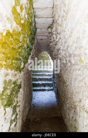 Flur in Cahal Pech Maya-Stätte in Belize Stockfoto