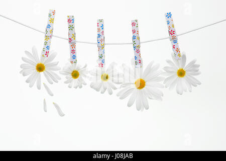 Wäscheklammern am Seil hängt Gänseblümchen, weißen Hintergrund. Stockfoto