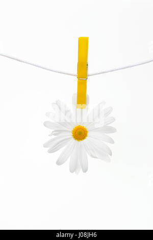 Wäscheklammern am Seil hängt Gänseblümchen, weißen Hintergrund. Stockfoto