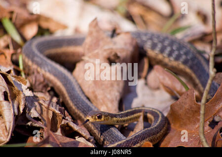 Zwei Strumpfbandnattern verflochten auf dem Waldboden Stockfoto