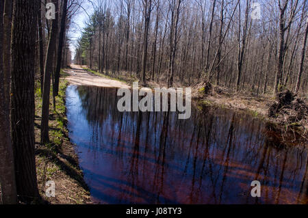 überfluteten Trail in Michigan Wald. Stockfoto