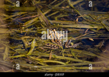 ein Leopard Frosch in einem flachen Wasserbecken mit pulsierenden grünen Rasen Stockfoto