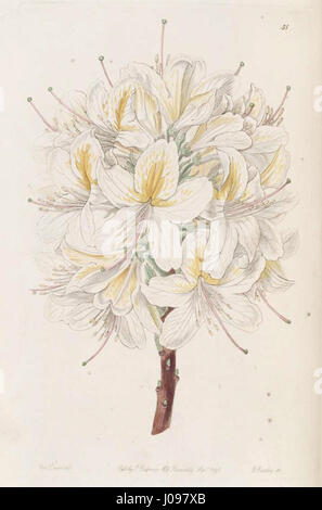 „Rhododendron à laetitiae“ ist ein botanisches Gemälde, das die zarte Schönheit der Rhododendron-Blüten zeigt. Das Stück fängt die lebendige Farbe und Textur der Blumen auf naturalistische Weise ein. Stockfoto
