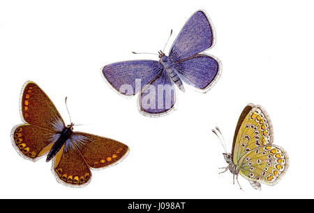 Polyommatus icarus, auch bekannt als der gewöhnliche blaue Schmetterling, ist eine Schmetterlingsart in Europa und Asien. Bekannt für seine leuchtend blauen Flügel, ist sie eine der am weitesten verbreiteten Arten in ihrer Familie. Stockfoto