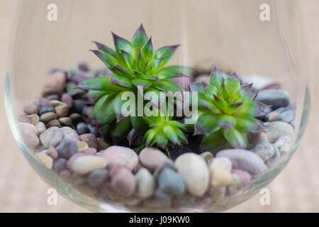 Lebendige grüne Sukkulenten in Glas mit Kieselsteinen Stockfoto