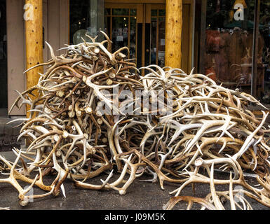 Elch Geweih Auktion bei 2013 ELKFEST in Jackson Hole, Wyoming. 13 Mai 2013. Stockfoto