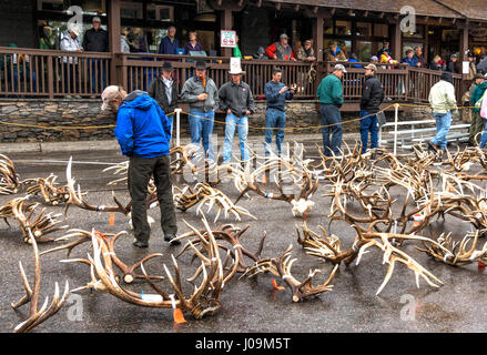 Elch Geweih Auktion bei 2013 ELKFEST in Jackson Hole, Wyoming. 13 Mai 2013. Stockfoto