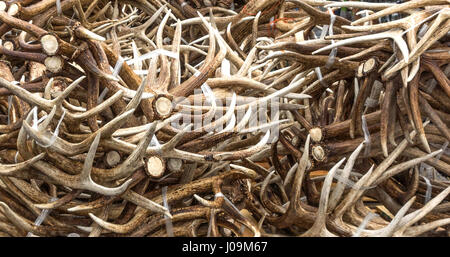 Elch Geweih Auktion bei 2013 ELKFEST in Jackson Hole, Wyoming. 13 Mai 2013. Stockfoto