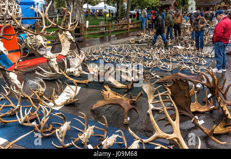 Elch Geweih Auktion bei 2013 ELKFEST in Jackson Hole, Wyoming. 13 Mai 2013. Stockfoto