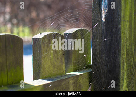 Spinnennetz auf einem hölzernen Zaun am Nachmittag Stockfoto