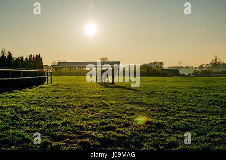 Pferde bei Sonnenuntergang in einem großen Feld Europa Deutschland Stockfoto