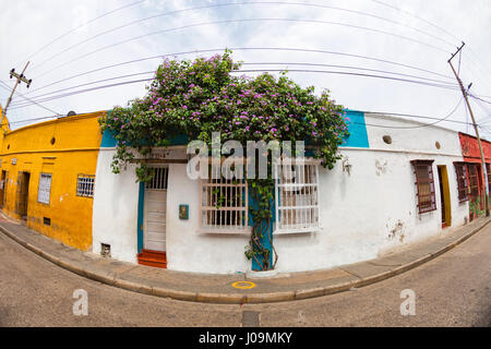 Ein Baum wächst an der Seite eines Hauses im Stadtteil Getsemani von Cartagena, Kolumbien. Stockfoto