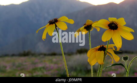 Wüste Grau Sonnenblumen Helianthus Saturnus bei Dämmerung in Anza-Borrego Desert State Park Stockfoto