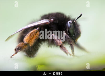 Hairy-footed Blume Biene (Anthophora Plumipes) Profil. Große weibliche Biene in der Familie Apidae, mit orange Pollen Pinsel auf Hinterbeinen Stockfoto