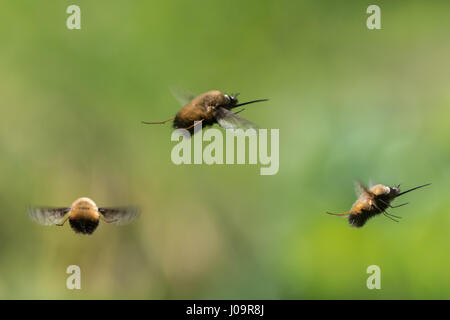 Biene-Fly punktiert (Bombylius verfärben) im Flug. Verbund von knappen Biene imitiert in der Familie Bombylidae, mit sehr langen Rüssel fliegen Stockfoto