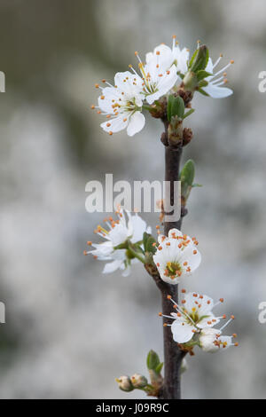 Blüte auf Schlehe (Prunus Spinosa). Weißen Blüten am Strauch in der Familie der Rosengewächse (Rosengewächse), reichlich im Frühling in der britischen Landschaft Stockfoto