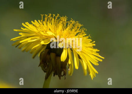 Löwenzahn (Taraxacum Officinale Agg.) Blume zeigt Staubgefäße Nahaufnahme von gemeinsamen gelbe Pflanze in der Familie der Korbblütler (Asteraceae) Stockfoto