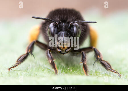 Hairy-footed Biene (Anthophora Plumipes) Blüte auf. Große weibliche Biene in der Familie Apidae, mit orange Pollen Pinsel auf Hinterbeinen Stockfoto