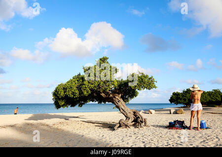 Die besten Strände von Aruba. Eagle Beach mit dem berühmten Fofoti-Baum, oft als Divi Divi Baum aus versehen Stockfoto