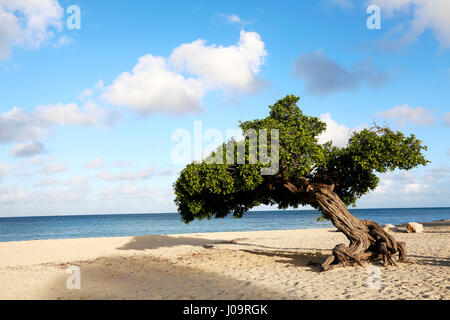 Die besten Strände von Aruba. Eagle Beach mit dem berühmten Fofoti-Baum, oft als Divi Divi Baum aus versehen Stockfoto