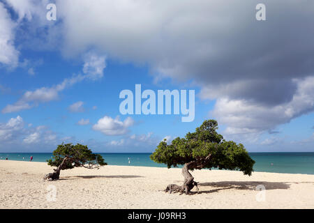 Die besten Strände von Aruba. Eagle Beach mit dem berühmten Fofoti-Baum, oft als Divi Divi Baum aus versehen Stockfoto