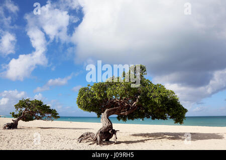 Die besten Strände von Aruba. Eagle Beach mit dem berühmten Fofoti-Baum, oft als Divi Divi Baum aus versehen Stockfoto