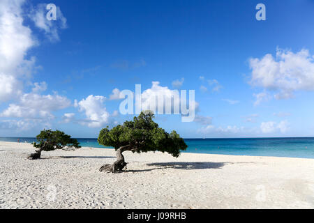 Die besten Strände von Aruba. Eagle Beach mit dem berühmten Fofoti-Baum, oft als Divi Divi Baum aus versehen Stockfoto