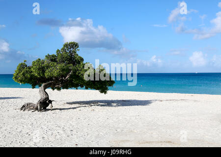 Die besten Strände von Aruba. Eagle Beach mit dem berühmten Fofoti-Baum, oft als Divi Divi Baum aus versehen Stockfoto