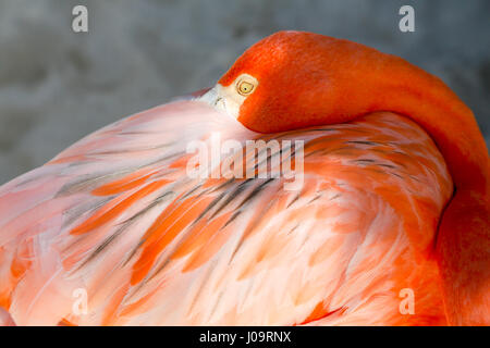 Die besten Strände von Aruba: Flamingo Strand des Renaissance Hotels Stockfoto