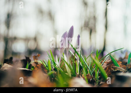 Nahaufnahme auf drei Krokusblüten bis zum frühen Frühjahr. Vom Grundriss flacher Schärfentiefe. Neuen Lebenskonzept. Stockfoto