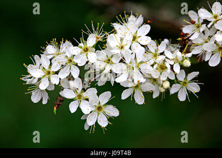 Ein Blick von Blackthorn Blumen, Prunus Spinosa, auf Alderford Common, Norfolk, England, Großbritannien. Stockfoto