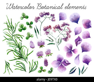 Große Reihe von Aquarell botanische Elemente. Schönen botanischen Elemente isoliert auf weißem Hintergrund. Handgezeichnete Kräuter und Blumen für Ihr Design. Stockfoto