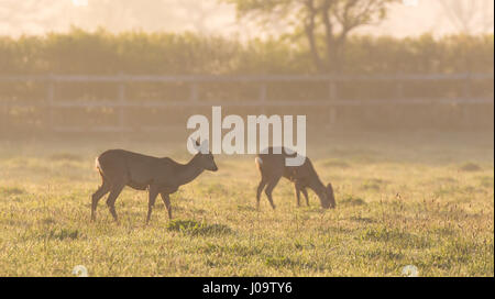Als die Dämmerung bricht über die Wiese Stockfoto