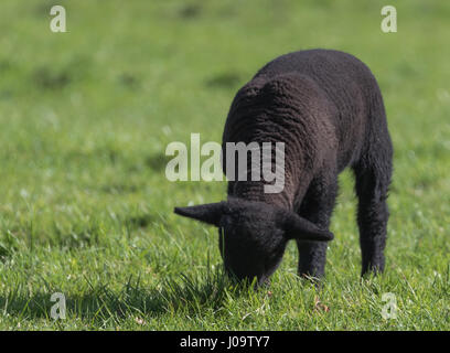 Kleine Ostern cutie Stockfoto