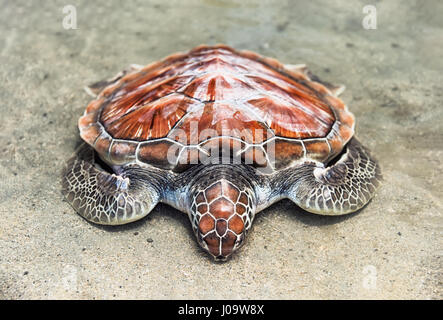 Unechte ruht der Unechten Karettschildkröte auf den Rand des Wassers auf den Sand am Meeresstrand Stockfoto