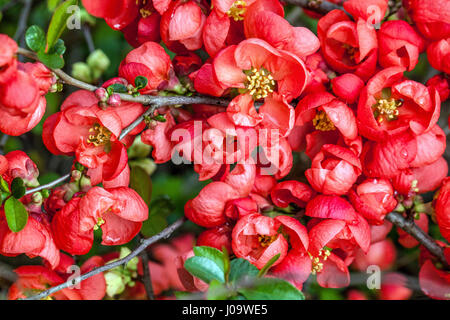 Blühende Quince Chaenomeles x superba Red Trail Blumen auf Branch Red Chaenomeles Red Trail blühende Red Blossoms Zweige Frühlingsblumen Aprilgarten Stockfoto