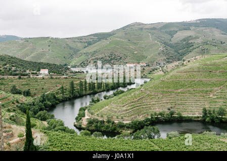 Neapel Weinberg, in tedo River, einem kleinen Nebenfluß des Douro Tal, Portugal Stockfoto