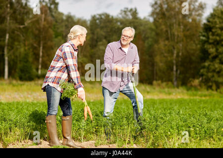 Älteres Paar mit Schaufel Kommissionierung Karotten auf Bauernhof Stockfoto