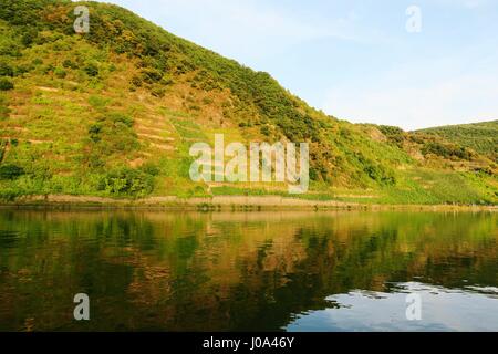 Blick in einen Weinberg an der Mosel in der Abendstunde. In der Nähe von Beilstein (Rheinland-Pfalz, Deutschland) Stockfoto